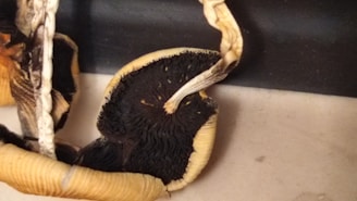 A close-up view of dried mushrooms with curved, textured stems and dark, wrinkled caps set against a neutral background.