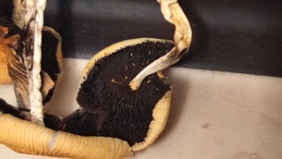 Close-up of dried lion's mane mushrooms arranged on a natural wooden surface.