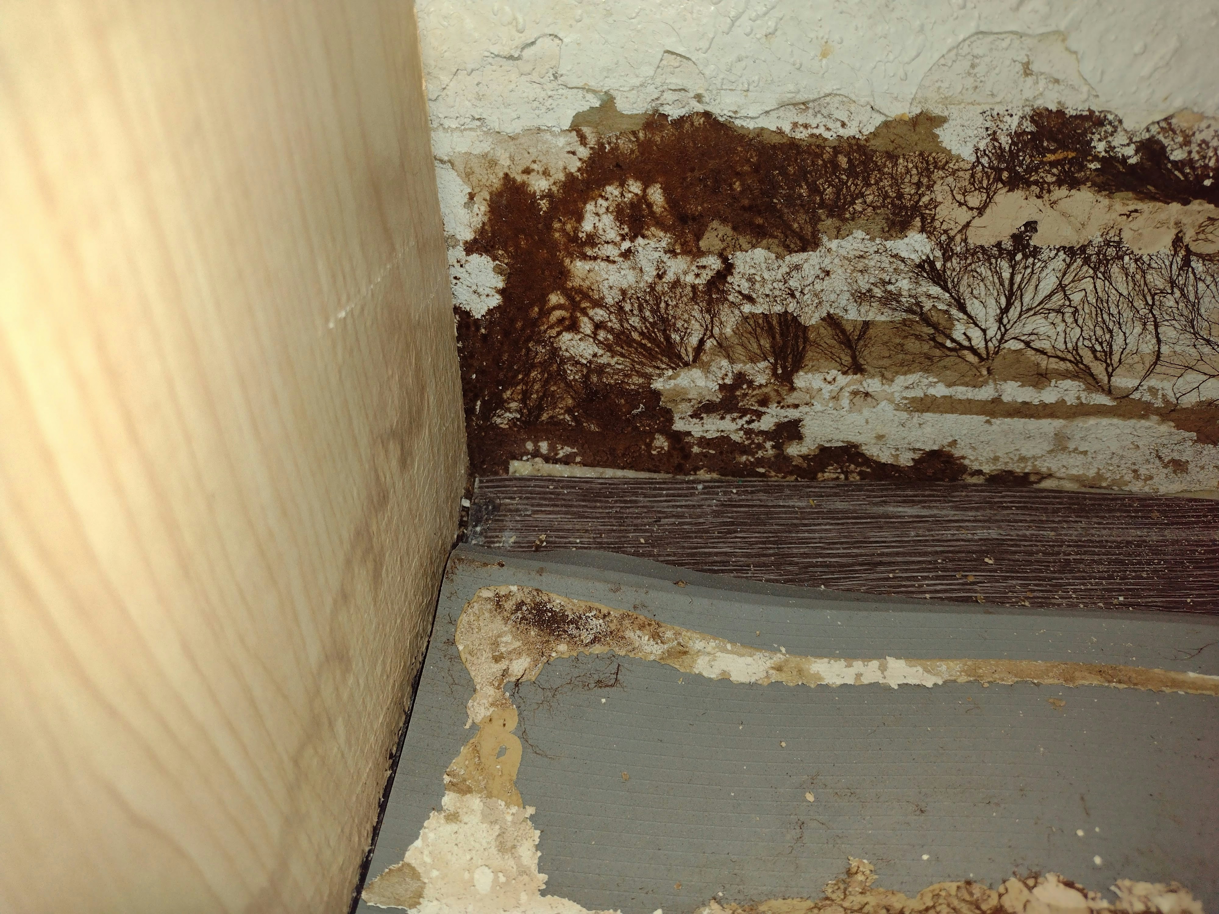 Black mould growth caused by damp and moisture