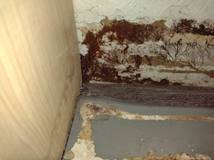 Technician inspecting mold growth on a wall in a residential apartment.