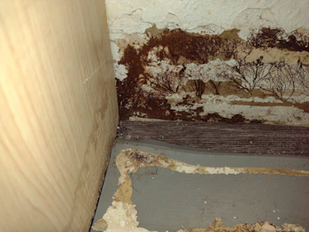 A professional inspecting a wall for moisture damage in a cozy living room.