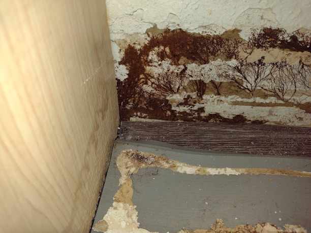 A close-up view of a section of an interior corner, where a wooden surface meets another wall. There appears to be significant dark brown mold or mildew growth covering portions of a peeling, textured surface. The area looks aged and deteriorated, with various shades of brown and beige.