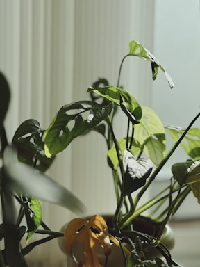 A houseplant with green and yellowing leaves is bathed in soft natural light. The plant is placed in a pot and positioned near a window with blinds or curtains, creating a tranquil indoor scene.