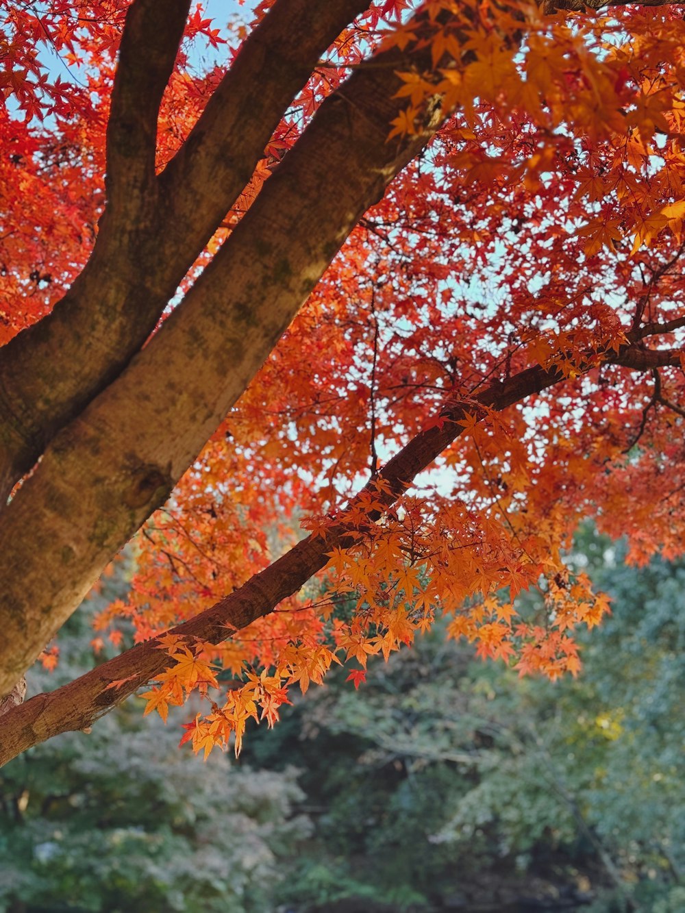オレンジ色の葉が茂る木の下のベンチ