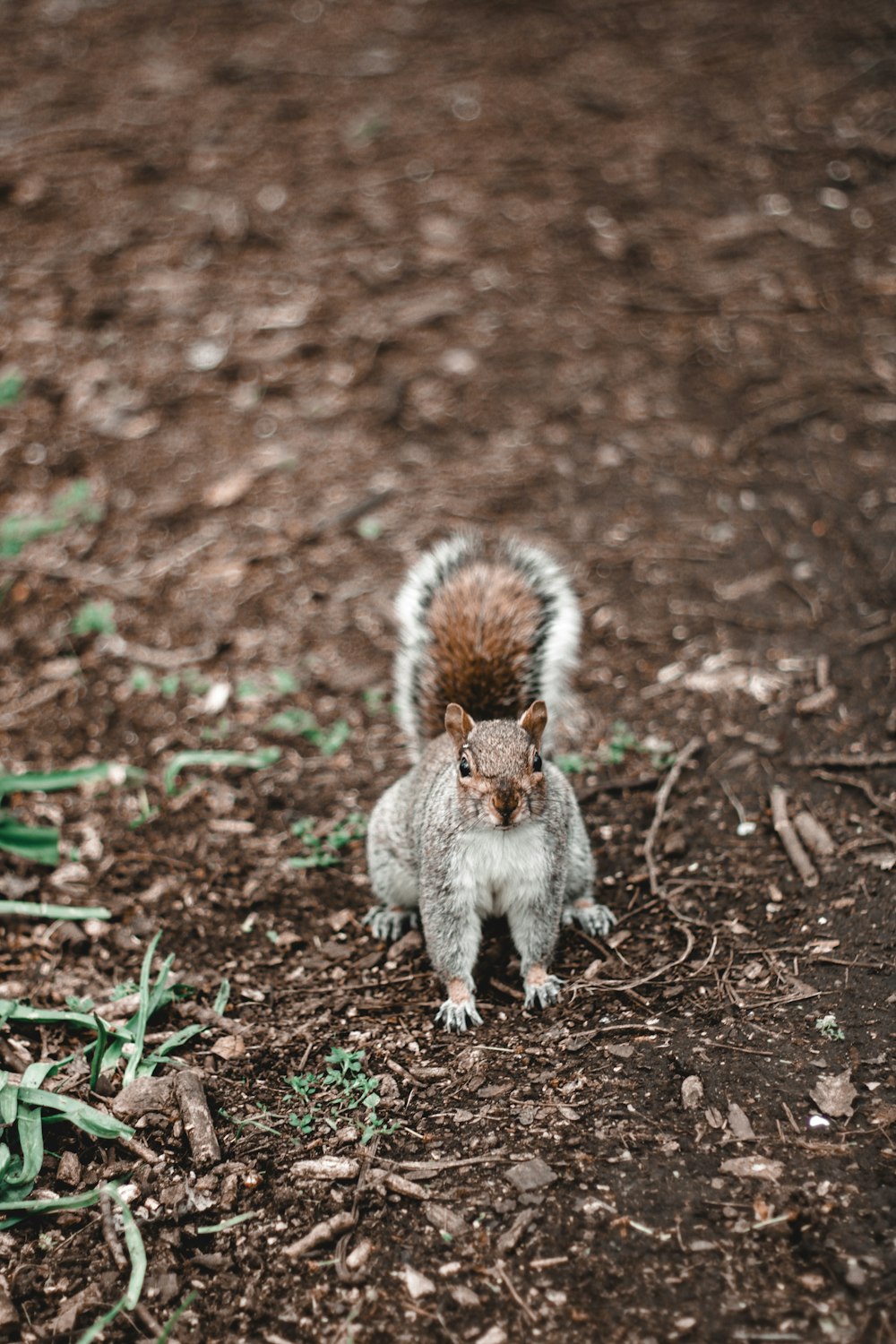 a squirrel standing on top of a dirt field