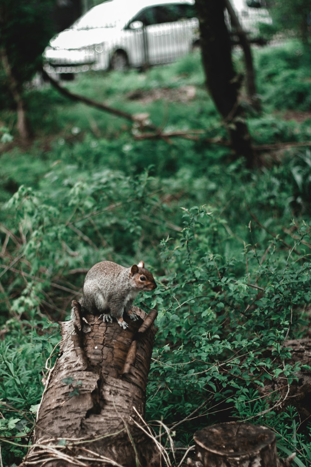 a small animal sitting on top of a tree stump