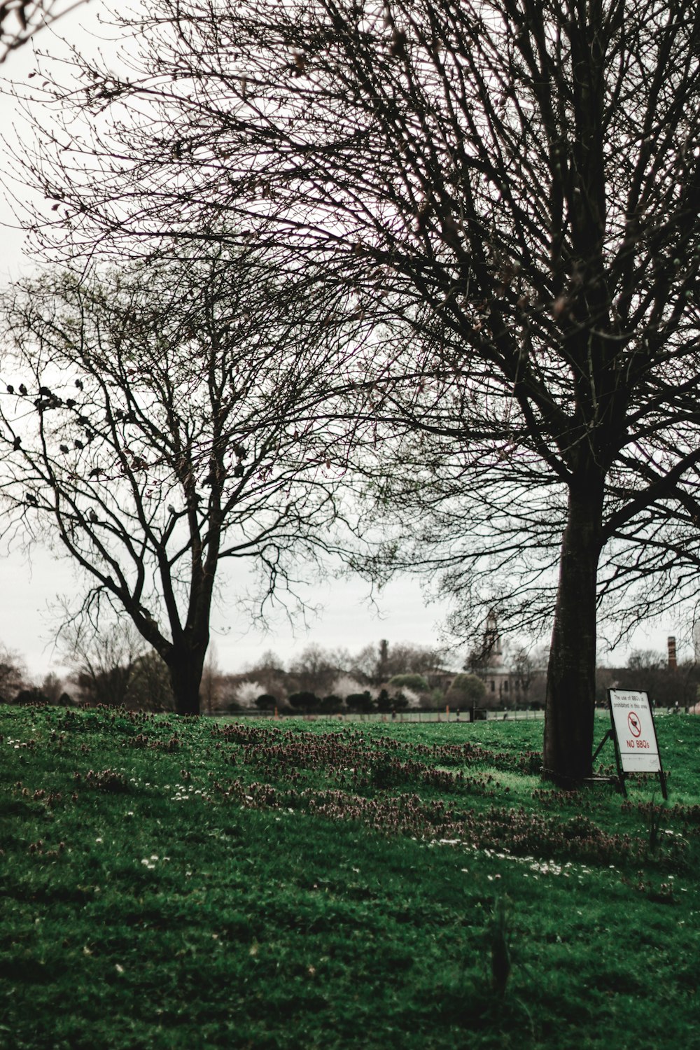 a grassy field with trees and a sign in the foreground