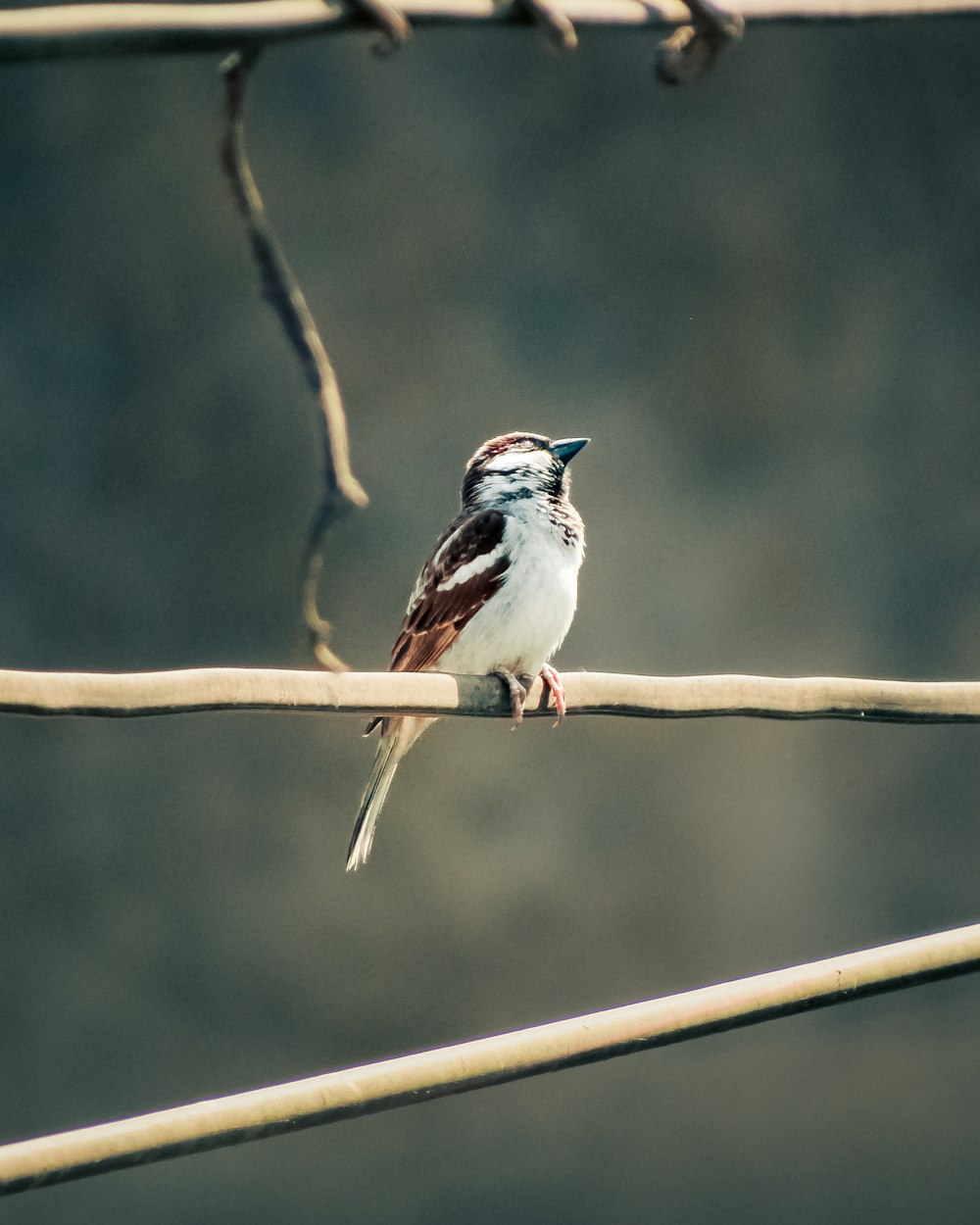 a small bird sitting on a wire with a blurry background