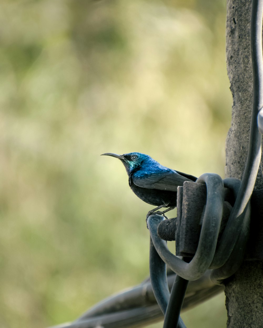 a small blue bird perched on top of a metal fence