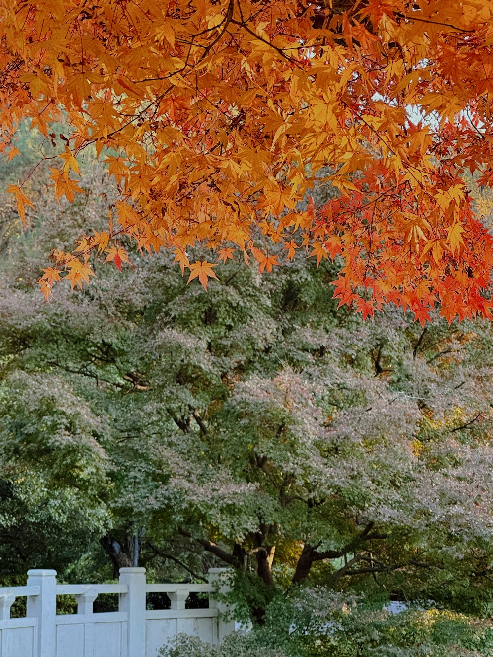 주황색 잎이 달린 나무로 둘러싸인 흰색 울타리