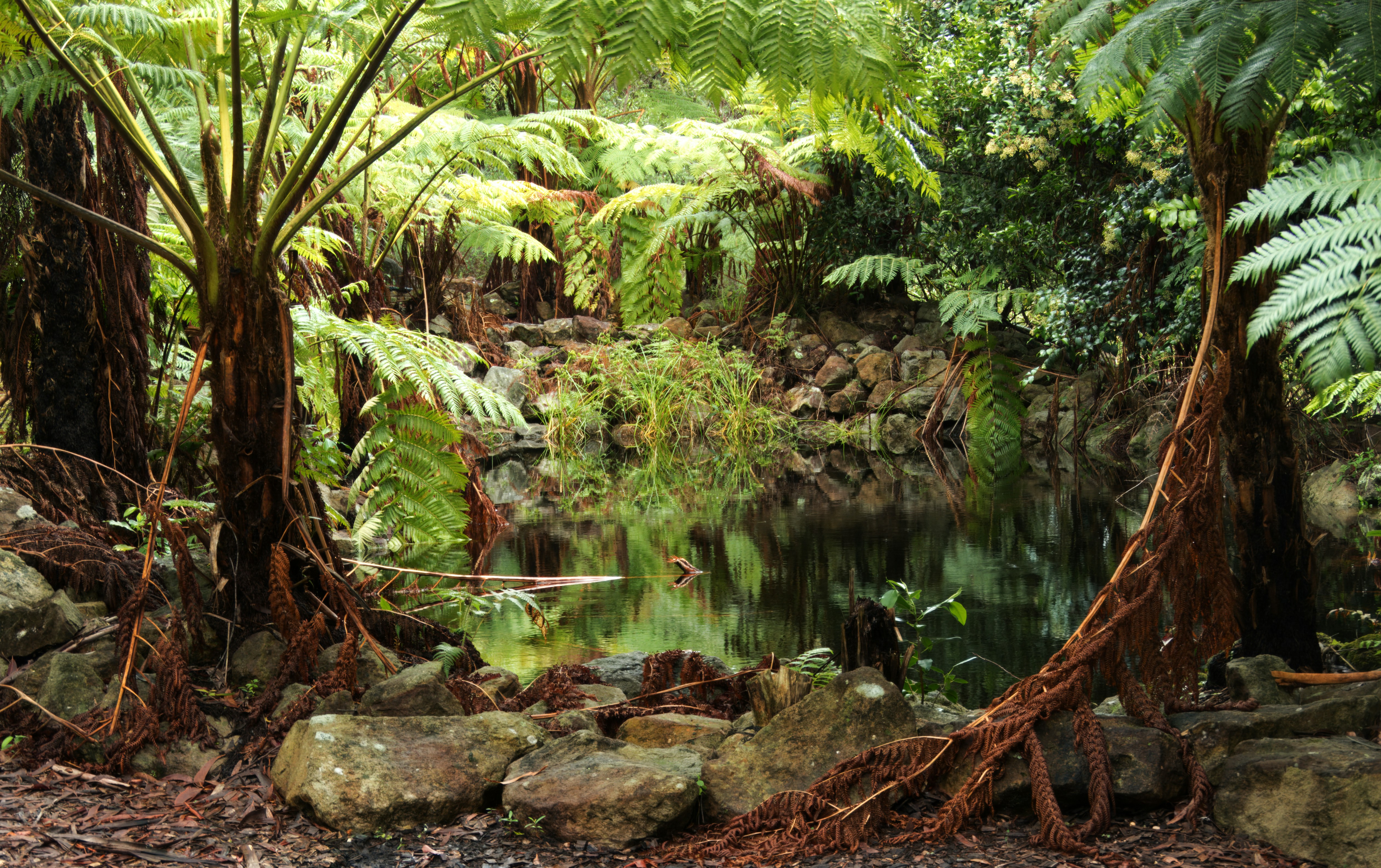 a pond surrounded by lush green trees and rocks