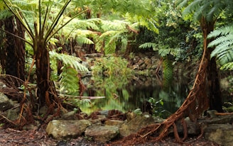 Lush vegetation surrounds a small, tranquil pond. Ferns arch over the water with their vibrant green fronds creating a canopy. Rock formations edge the pond, adding texture to the scene, while the water reflects the foliage above.