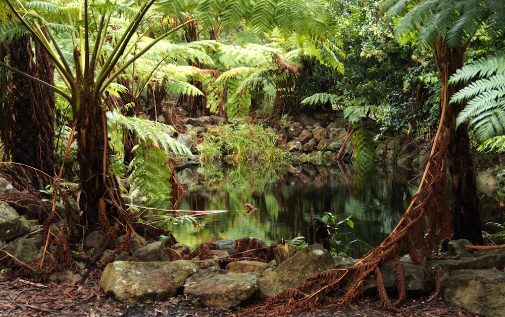 a pond surrounded by lush green trees and rocks