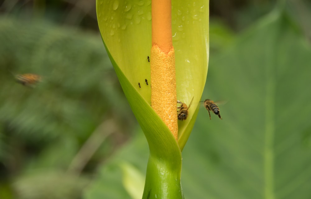 a close up of a flower with a bee on it