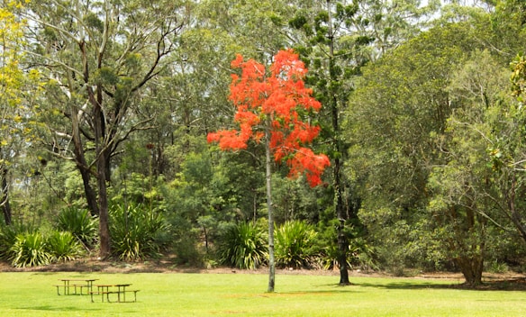 A vibrant red tree stands out amidst a lush green forest landscape. The scene includes several types of trees and bushes, creating a diverse natural setting. In the foreground, there are two picnic tables on the green grass, suggesting a park area.