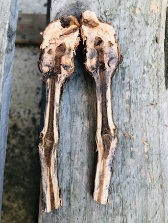 Two pieces of partially stripped wooden sticks placed parallel to each other on a weathered wooden surface. The sticks are darker brown in color with lighter patches where the bark has been removed. The background is a rough, light gray wooden surface with visible texture.