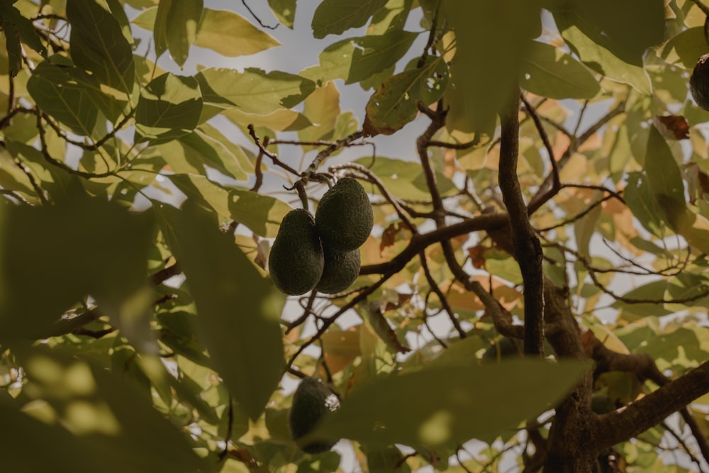 a bunch of fruit hanging from a tree