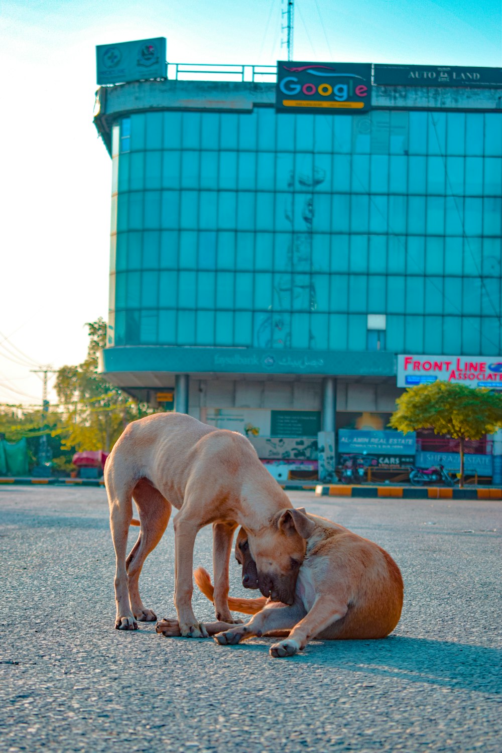 Dos perros jugando entre ellos en la calle