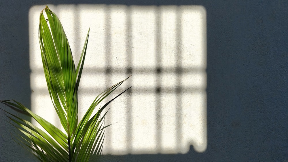 a plant in a pot with a shadow on the wall