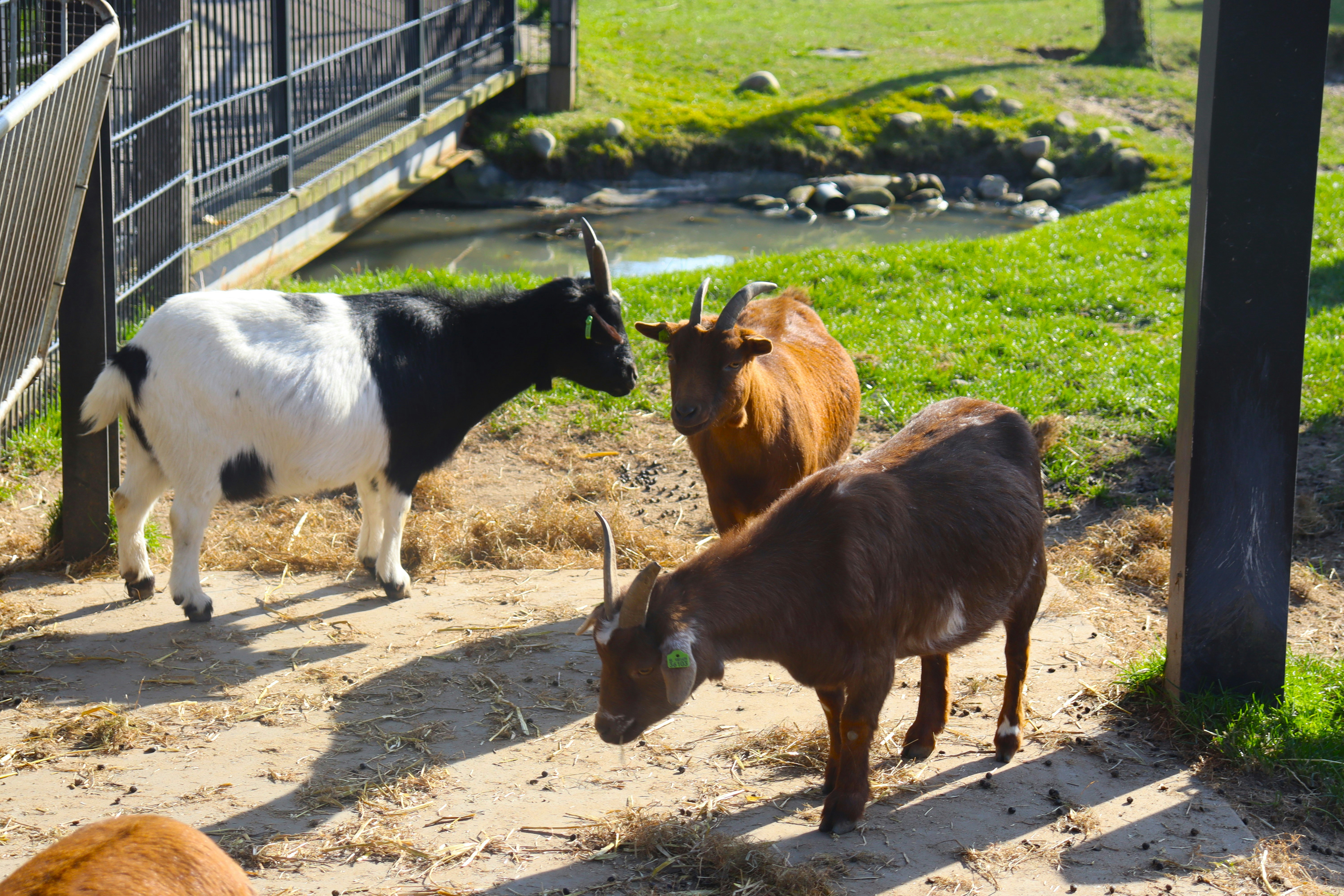 Quality Kiko Goats for Sale