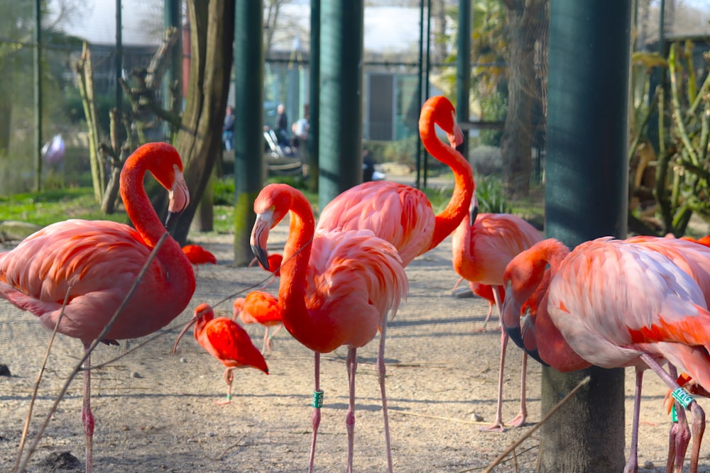 a group of pink flamingos standing next to each other