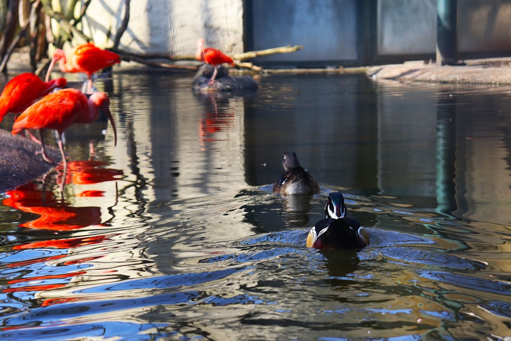 a group of birds swimming in a pond