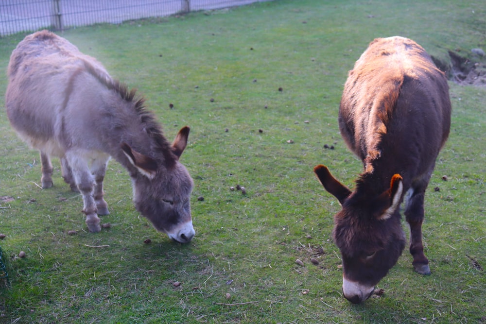 deux ânes mangeant de l’herbe dans une zone clôturée