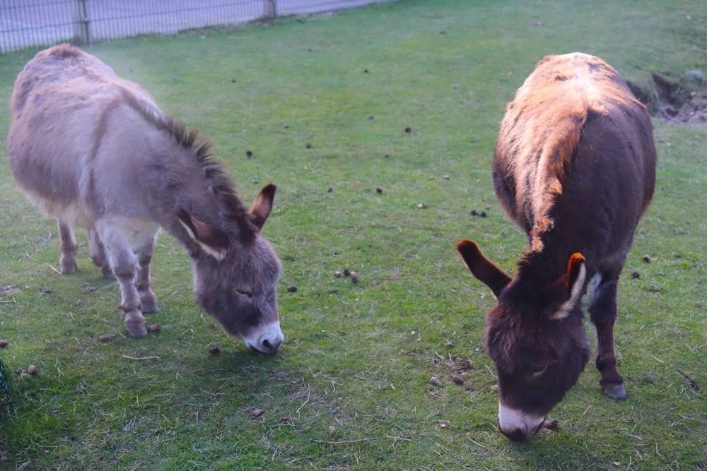 two donkeys eating grass in a fenced in area