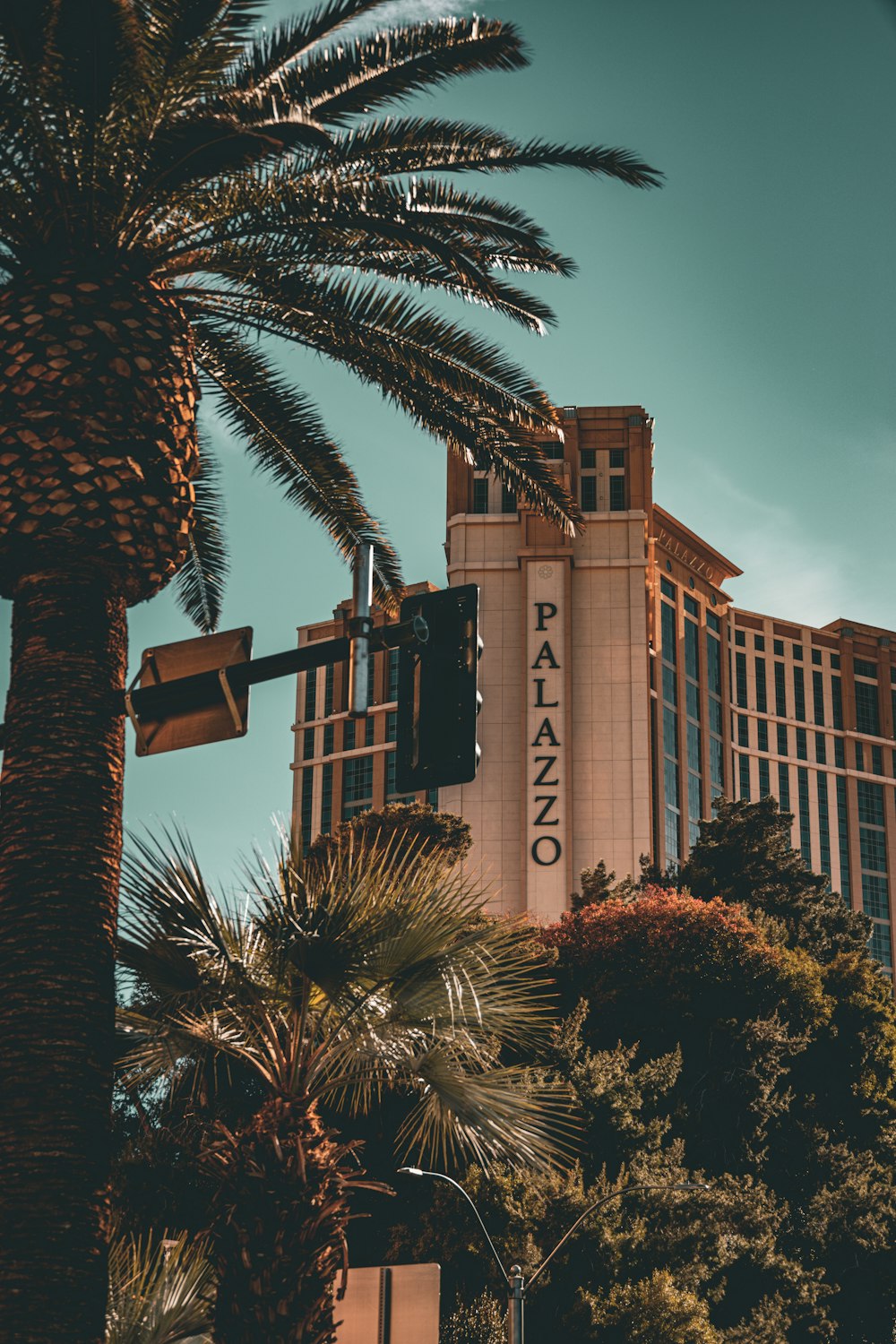 a palm tree in front of a tall building