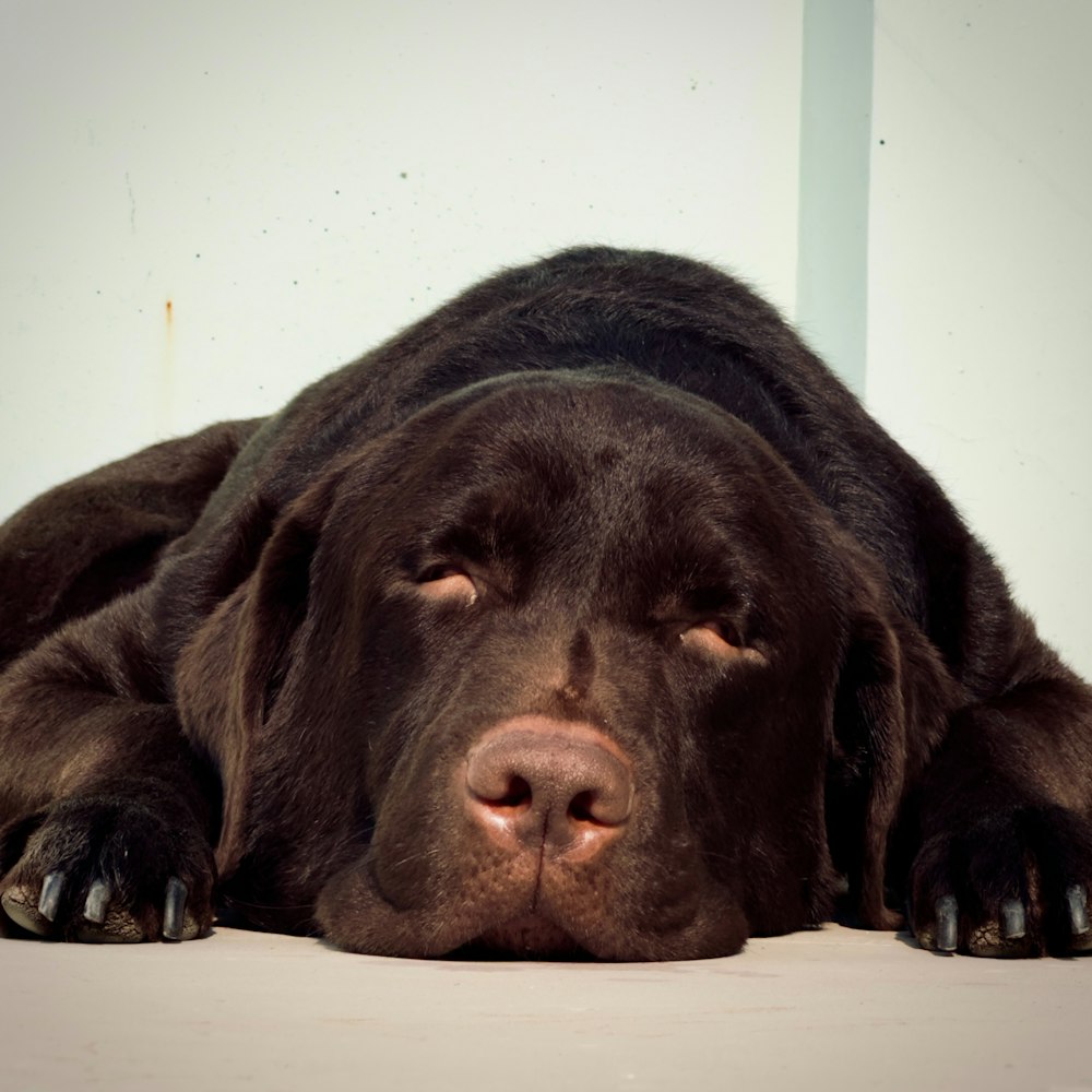un grosso cane marrone sdraiato sopra un pavimento bianco