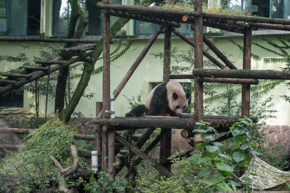 a panda bear sitting on top of a wooden structure