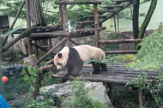 A panda is walking on wooden platforms in a naturalistic enclosure filled with green foliage and bamboo. The setup includes a climbing structure made of logs and a pile of bamboo at the side. The environment resembles a forest with various plants and a background of a rock wall.