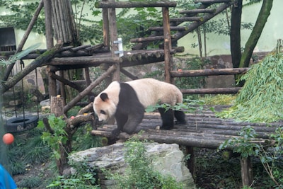 A panda is walking on wooden platforms in a naturalistic enclosure filled with green foliage and bamboo. The setup includes a climbing structure made of logs and a pile of bamboo at the side. The environment resembles a forest with various plants and a background of a rock wall.