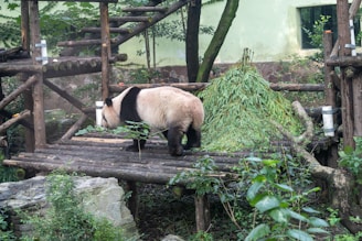 A panda is walking on a wooden platform surrounded by lush green foliage. The environment resembles a natural habitat with wooden structures and a pile of bamboo leaves off to the side. The background features a green wall partially covered with climbing plants.