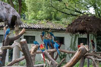 A vibrant group of macaws perched on wooden branches, surrounded by lush greenery. The background features a building with vines climbing its walls and a thatched roof, blending into the natural environment.