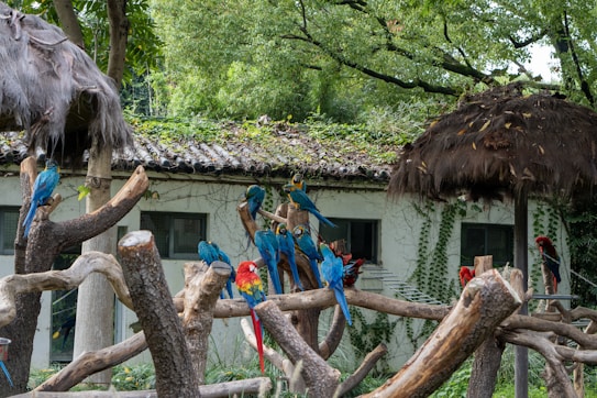A vibrant group of macaws perched on wooden branches, surrounded by lush greenery. The background features a building with vines climbing its walls and a thatched roof, blending into the natural environment.
