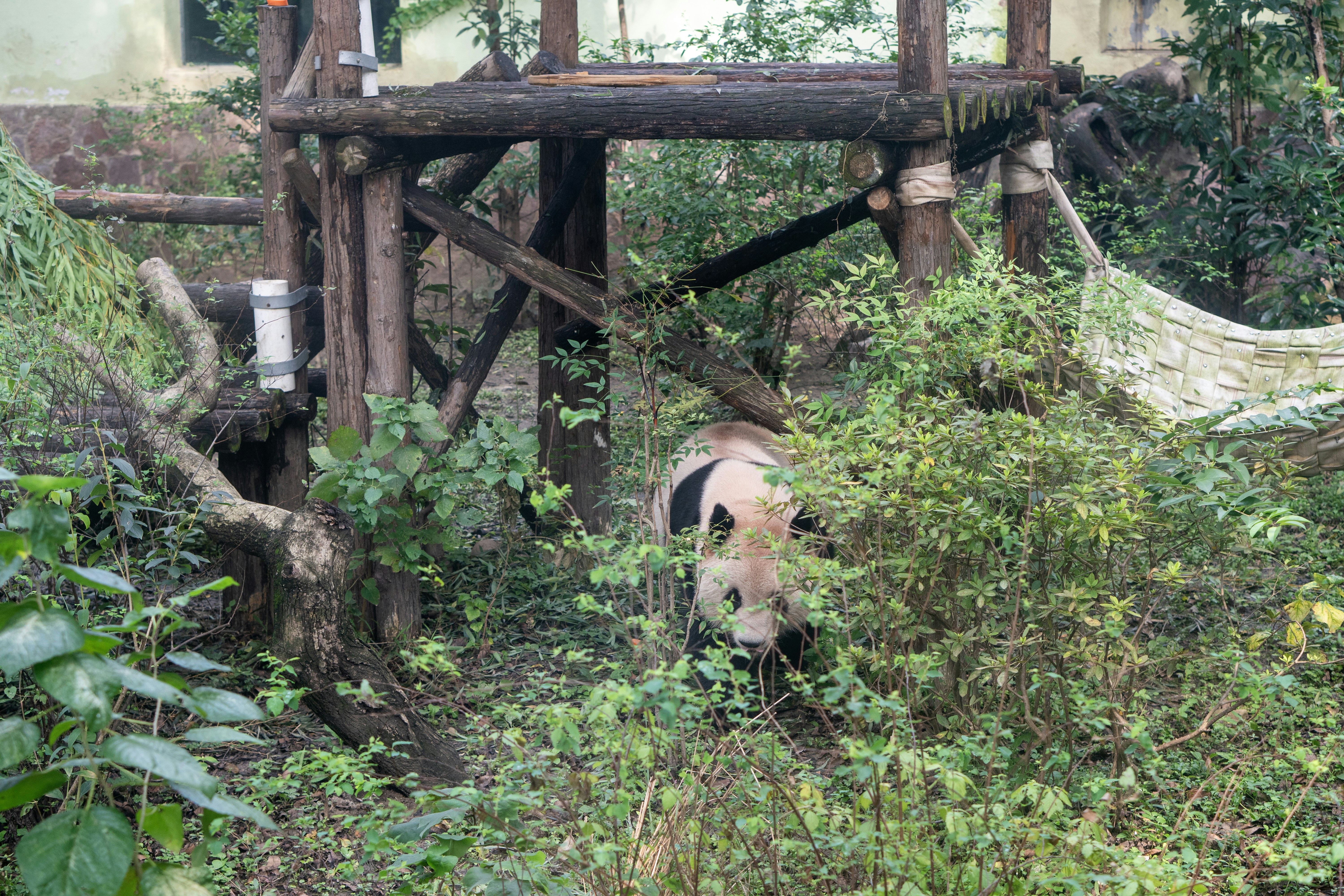 Exploring Panda Reserves: A Beacon of Hope for Conservation