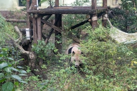A panda is nestled within a lush, green environment, surrounded by dense foliage and wooden structures. The wooden platform and a hammock suggest a sanctuary or zoo setting. The panda appears to be on the ground among the plants.