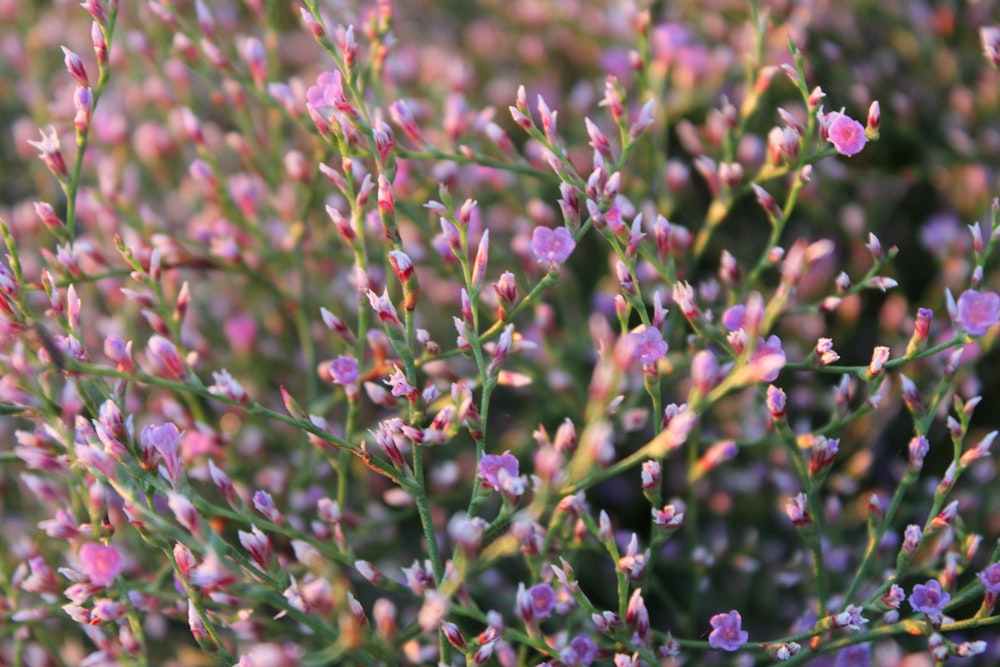 a close up of a plant with small pink flowers