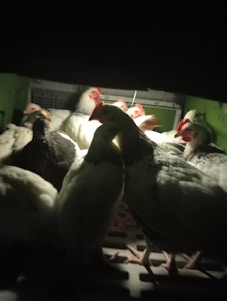 A group of chickens is clustered together in a dimly lit environment. The chickens have white feathers with some black markings and are illuminated by a light source from above, creating shadows.