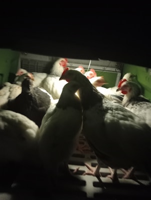 A group of chickens is clustered together in a dimly lit environment. The chickens have white feathers with some black markings and are illuminated by a light source from above, creating shadows.