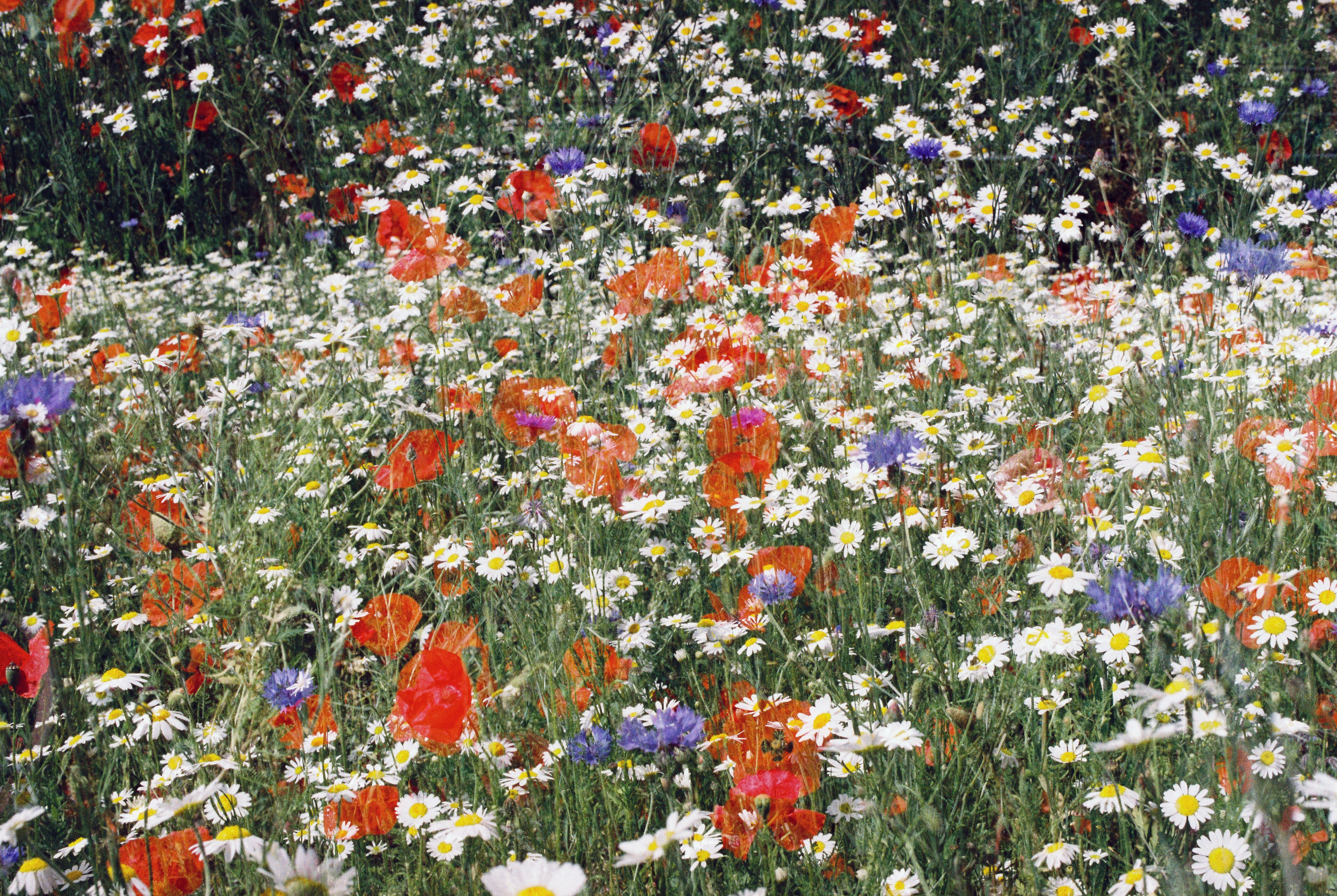 Photo by anniespratt