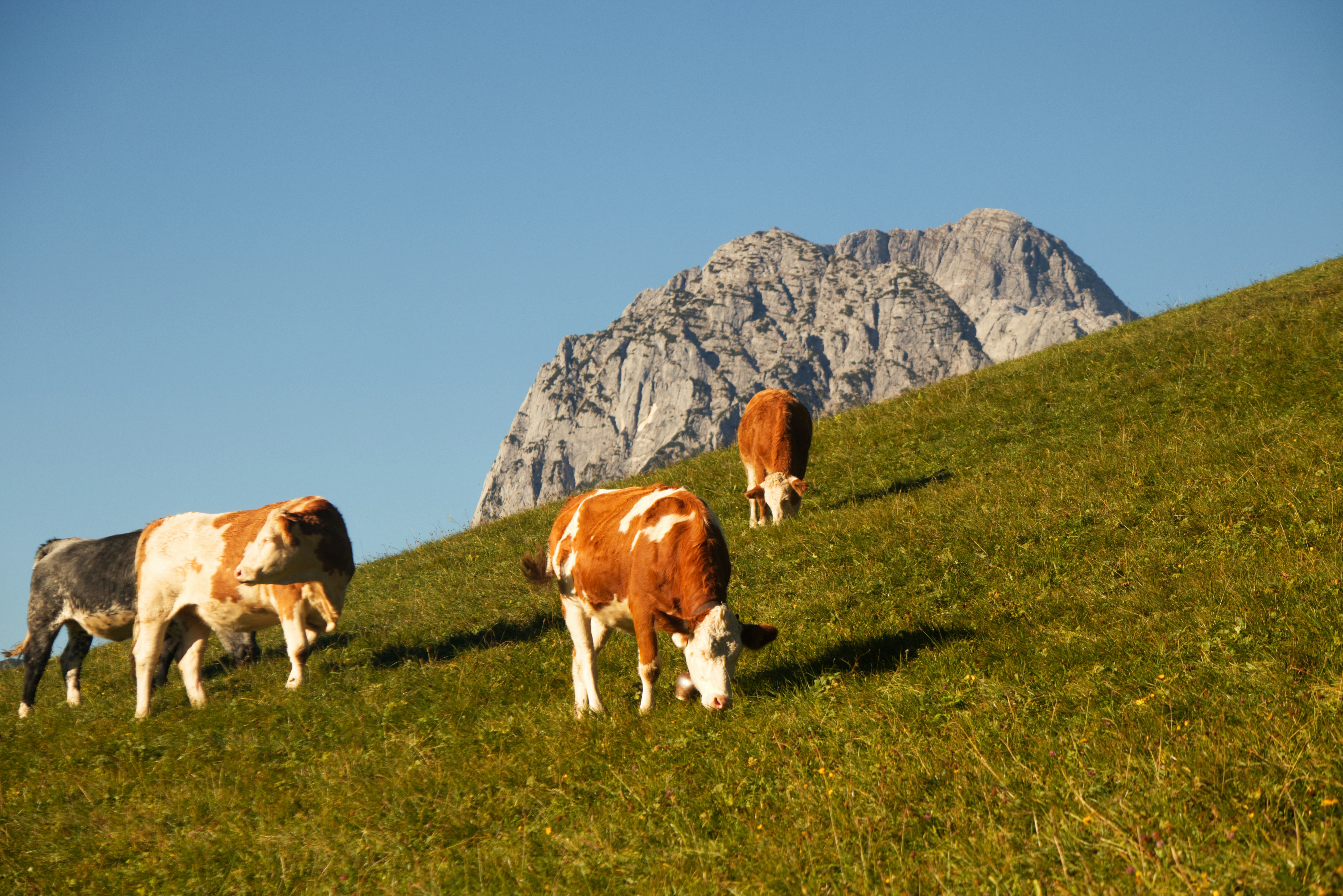 Photo by lorisoberlaender