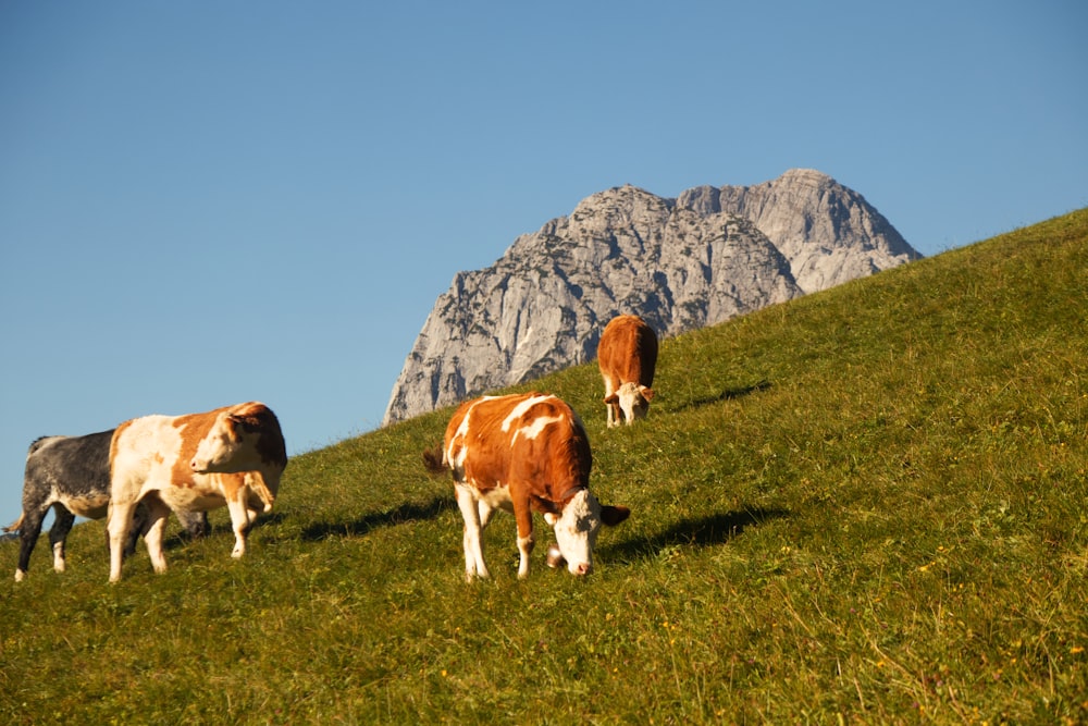 a group of cows grazing on a lush green hillside