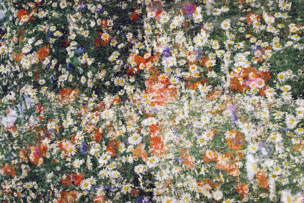 a painting of a field of daisies and other flowers