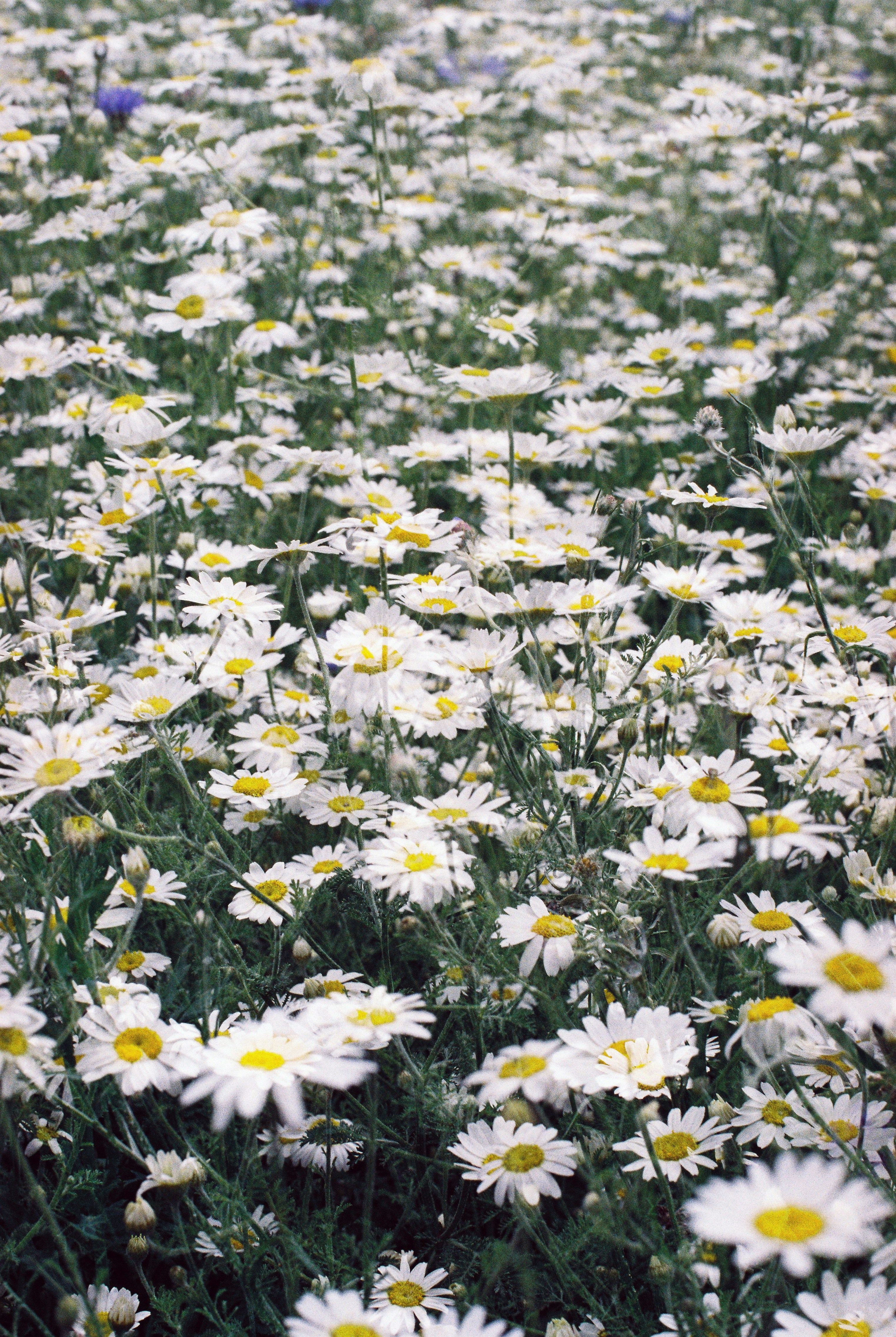 Photo by anniespratt