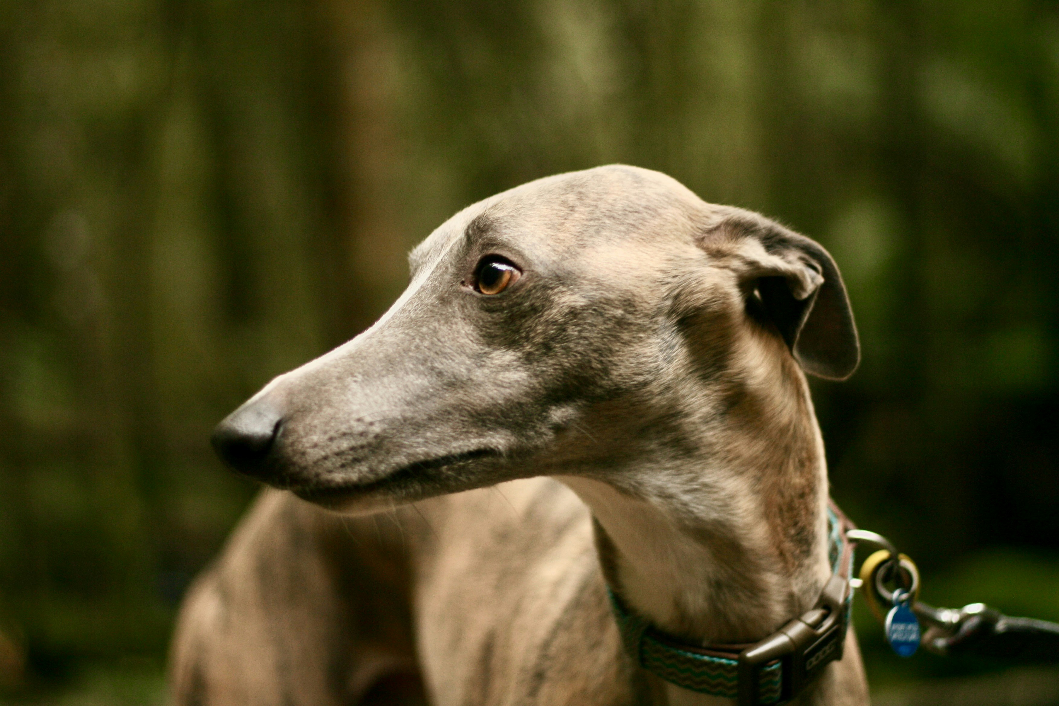 Eine Nahaufnahme eines Hundes an der Leine