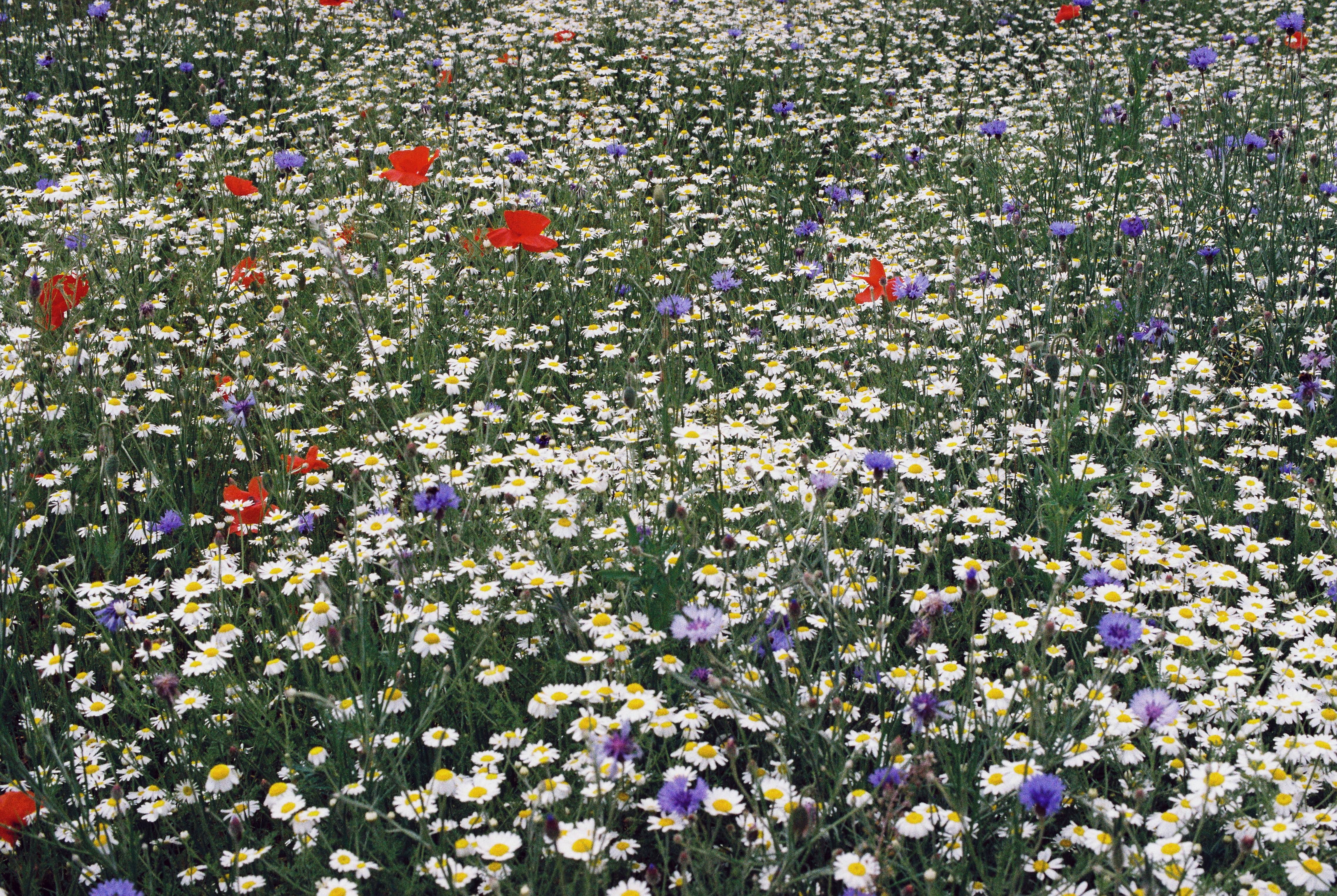 A field of wildflowers and daisies with red poppies in the background