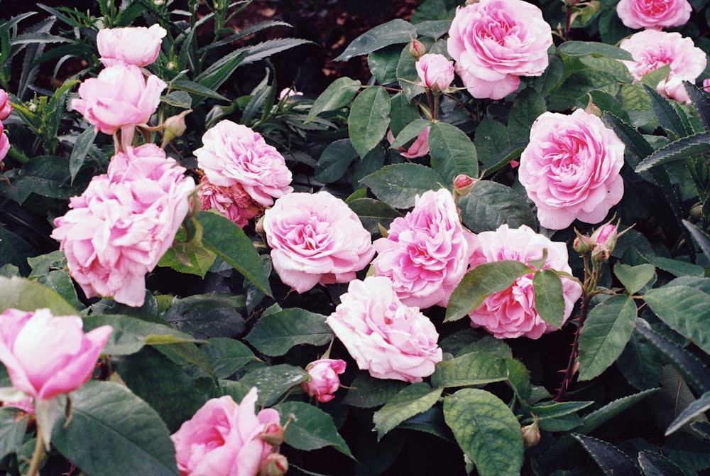 a bunch of pink roses growing in a garden