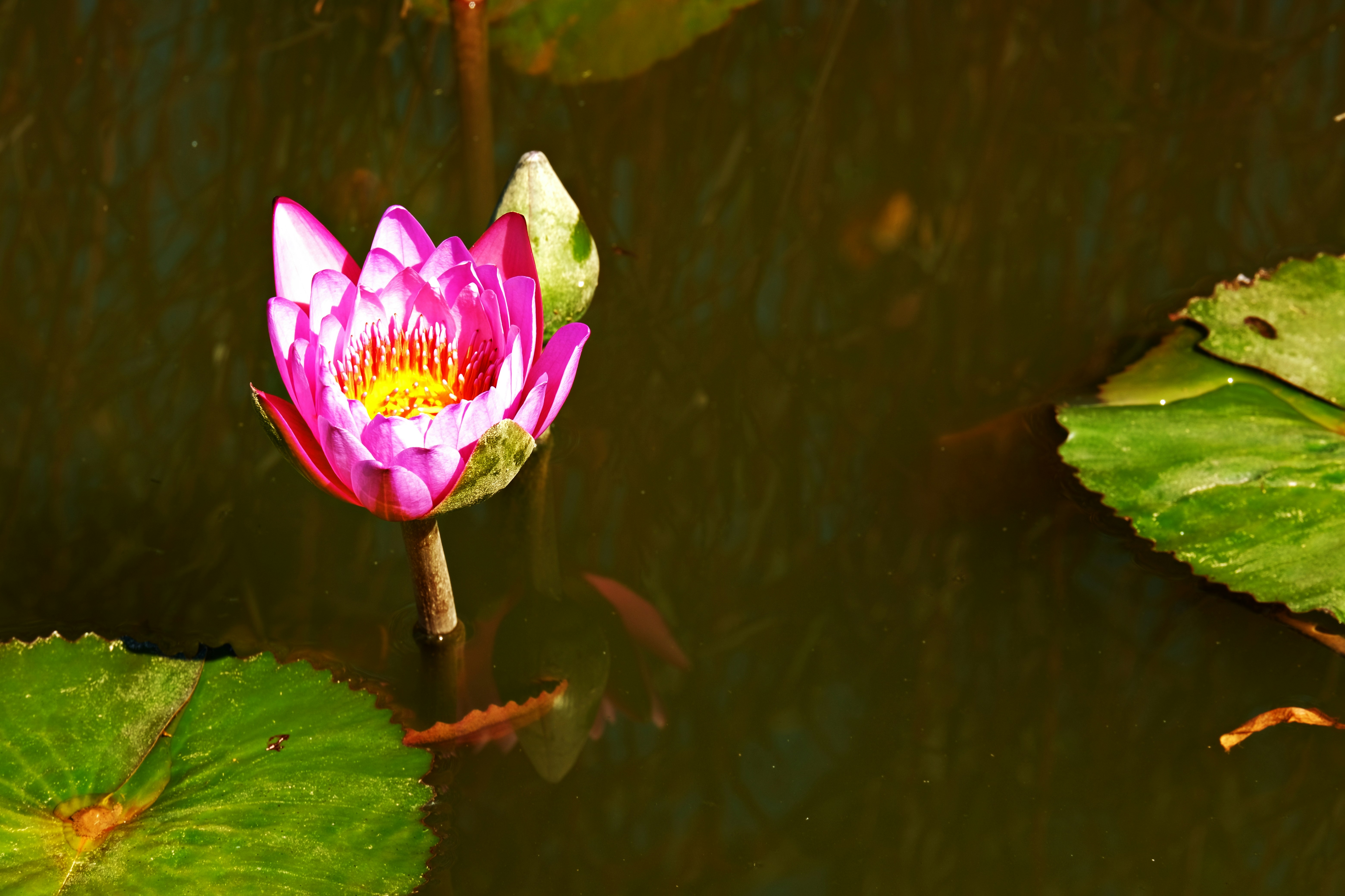 A pink water lily blooming in a pond photo Free Lilli Image on Unsplash